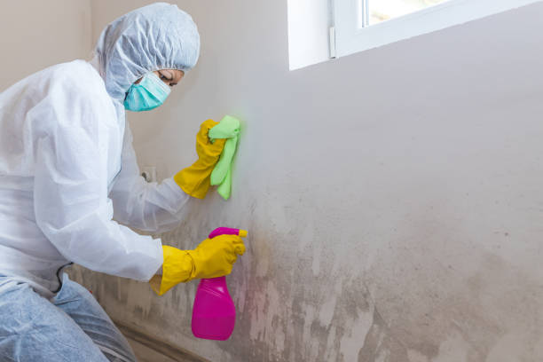 Mold Odor Removal Services in Chilton, WI